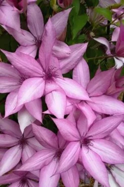 Giselle Clematis - 1 Gallon Pot -Garden Plants clematis giselle 13