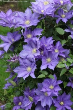 H. F. Young Clematis - 1 Gallon Pot -Garden Plants clematis h f young 13