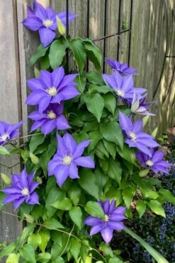 H. F. Young Clematis - 1 Gallon Pot -Garden Plants clematis h f young 5