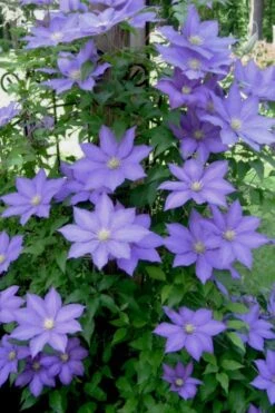 H. F. Young Clematis - 3 Gallon Pot -Garden Plants clematis h f young 9 1