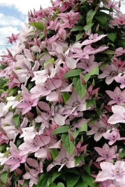 Hagley Hybrid Clematis - 1 Gallon Pot -Garden Plants clematis hagley hybrid 11
