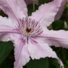 Hagley Hybrid Clematis - 1 Gallon Pot 1 Hagley Hybrid Clematis - 1 Gallon Pot -Garden Plants clematis hagley hybrid 20