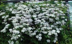 Huldine Clematis - 1 Gallon Pot -Garden Plants clematis huldine 11