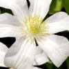 Huldine Clematis - 1 Gallon Pot -Garden Plants clematis huldine 8