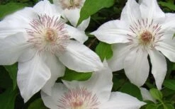 Hyde Hall Clematis - 1 Gallon Pot 14 Hyde Hall Clematis - 1 Gallon Pot -Garden Plants clematis hyde hall 1