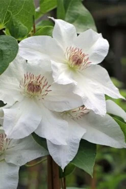 Hyde Hall Clematis - 1 Gallon Pot 12 Hyde Hall Clematis - 1 Gallon Pot -Garden Plants clematis hyde hall 4