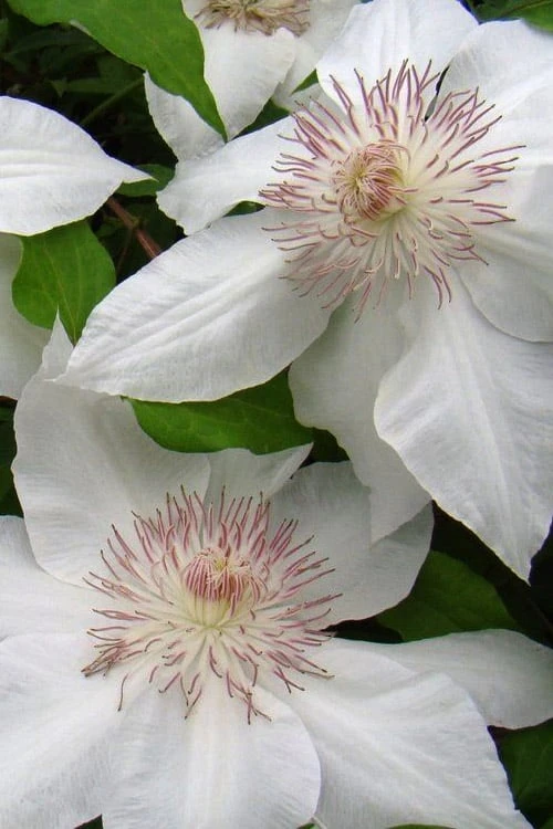 Hyde Hall Clematis - 1 Gallon Pot 7 Hyde Hall Clematis - 1 Gallon Pot - Image 5