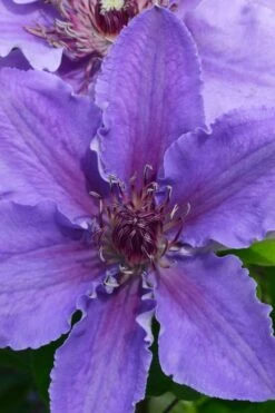 Ines Clematis - 1 Gallon Pot 10 Ines Clematis - 1 Gallon Pot -Garden Plants clematis ines 1