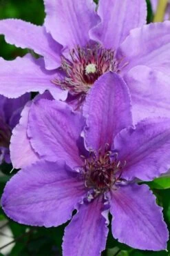 Ines Clematis - 1 Gallon Pot 11 Ines Clematis - 1 Gallon Pot -Garden Plants clematis ines 3