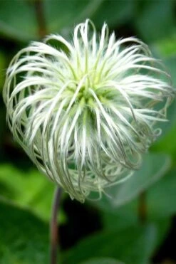 Clematis Integrifolia (Solitary Bush Clematis) - 1 Gallon Pot -Garden Plants clematis integrifolia soiltary bush clematis 6
