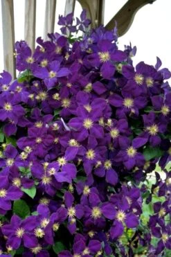 Jakmanii Purple Clematis - 1 Gallon Pot -Garden Plants clematis jackmanii 5