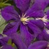Jakmanii Purple Clematis - 1 Gallon Pot -Garden Plants clematis jackmanii 7