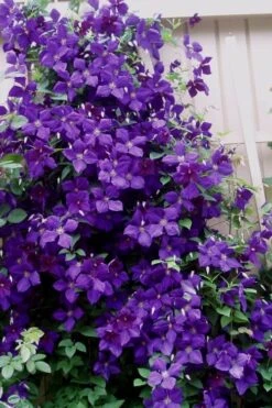 Jakmanii Purple Clematis - 1 Gallon Pot -Garden Plants clematis jackmanii 9