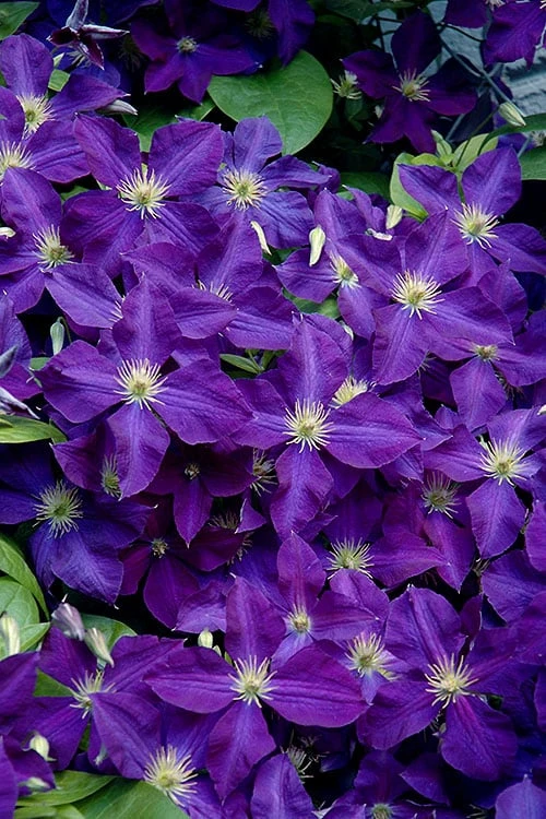 Jackmanii Superba Clematis - 1 Gallon Pot 3 Jackmanii Superba Clematis - 1 Gallon Pot