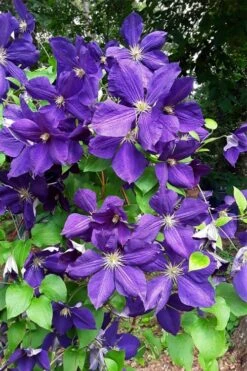 Jackmanii Superba Clematis - 1 Gallon Pot 11 Jackmanii Superba Clematis - 1 Gallon Pot -Garden Plants clematis jackmanii superba 3
