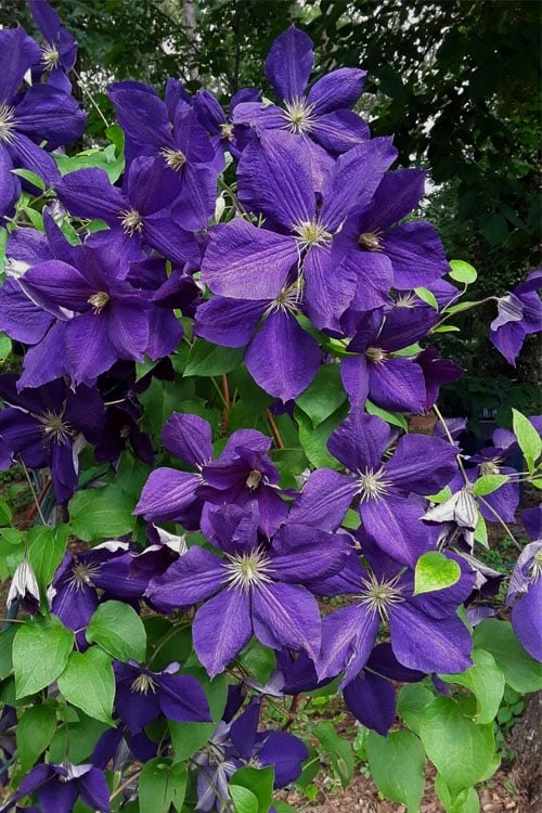 Jackmanii Superba Clematis - 1 Gallon Pot 7 Jackmanii Superba Clematis - 1 Gallon Pot - Image 5
