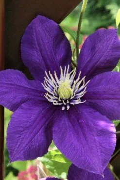Jackmanii Superba Clematis - 1 Gallon Pot 13 Jackmanii Superba Clematis - 1 Gallon Pot -Garden Plants clematis jackmanii superba 5