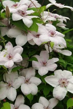 John Paul II Clematis - 1 Gallon Pot -Garden Plants clematis john paul II 11
