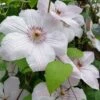 John Paul II Clematis - 1 Gallon Pot -Garden Plants clematis john paul II 8