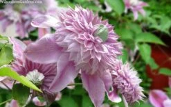 Josephine Clematis - 1 Gallon Pot -Garden Plants clematis josephine 15