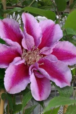 Killian Donahue Clematis - 1 Gallon Pot 13 Killian Donahue Clematis - 1 Gallon Pot -Garden Plants clematis killian donahue 1