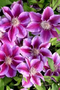 Killian Donahue Clematis - 1 Gallon Pot 15 Killian Donahue Clematis - 1 Gallon Pot -Garden Plants clematis killian donahue 2