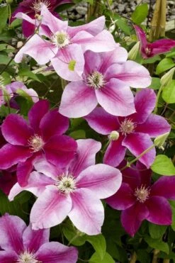 Killian Donahue Clematis - 1 Gallon Pot 12 Killian Donahue Clematis - 1 Gallon Pot -Garden Plants clematis killian donahue 4