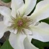 Kitty Clematis - 1 Gallon Pot 1 Kitty Clematis - 1 Gallon Pot -Garden Plants clematis kitty 14