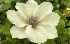 Kitty Clematis - 1 Gallon Pot -Garden Plants clematis kitty 8