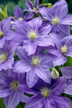 Lady Northcliffe Clematis - 1 Gallon Pot 9 Lady Northcliffe Clematis - 1 Gallon Pot -Garden Plants clematis lady northcliffe 2