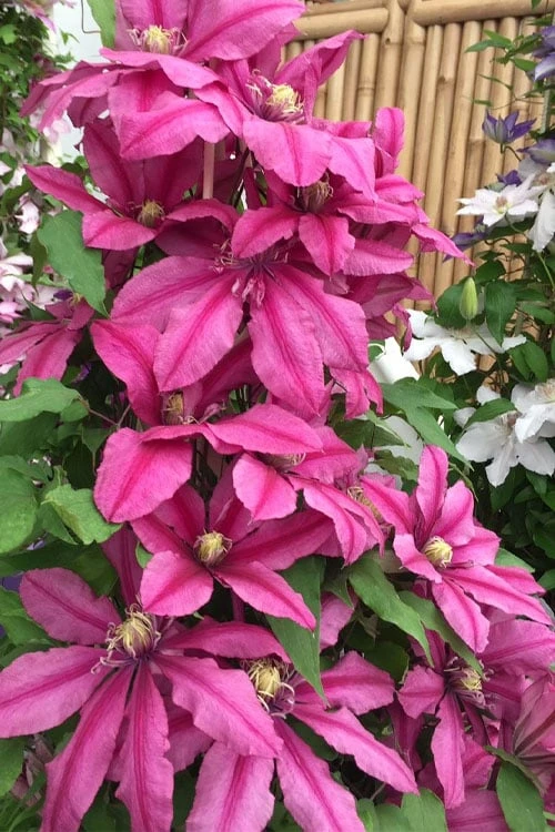 Liberation Clematis - 1 Gallon Pot 6 Liberation Clematis - 1 Gallon Pot - Image 4