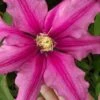Liberation Clematis - 1 Gallon Pot