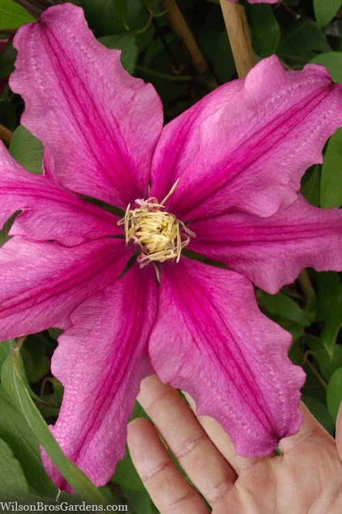 Liberation Clematis - 1 Gallon Pot 3 Liberation Clematis - 1 Gallon Pot