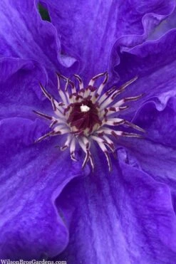 Lindsay Clematis - 1 Gallon Pot 9 Lindsay Clematis - 1 Gallon Pot -Garden Plants clematis lindsay 5