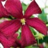 Madame Julia Correvon Clematis - 1 Gallon Pot -Garden Plants clematis madame julia correvon 14