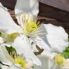 Grandiflora Montana Clematis - 1 Gallon Pot -Garden Plants clematis montana grandiflora 13