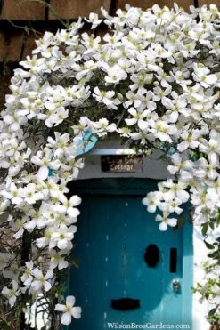 Grandiflora Montana Clematis - 1 Gallon Pot 13 Grandiflora Montana Clematis - 1 Gallon Pot -Garden Plants clematis montana grandiflora20copy