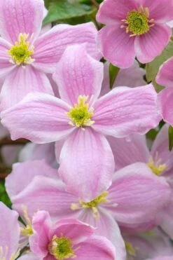 Mayleen Montana Clematis - 1 Gallon Pot 15 Mayleen Montana Clematis - 1 Gallon Pot -Garden Plants clematis montana mayleen 1