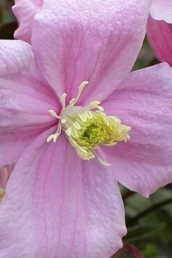 Mayleen Montana Clematis - 1 Gallon Pot 19 Mayleen Montana Clematis - 1 Gallon Pot -Garden Plants clematis montana mayleen 4
