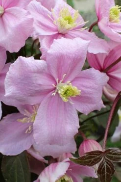 Mayleen Montana Clematis - 1 Gallon Pot 18 Mayleen Montana Clematis - 1 Gallon Pot -Garden Plants clematis montana mayleen 5