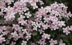 Montana Rubens Clematis - 1 Gallon Pot 14 Montana Rubens Clematis - 1 Gallon Pot -Garden Plants clematis montana rubens 12