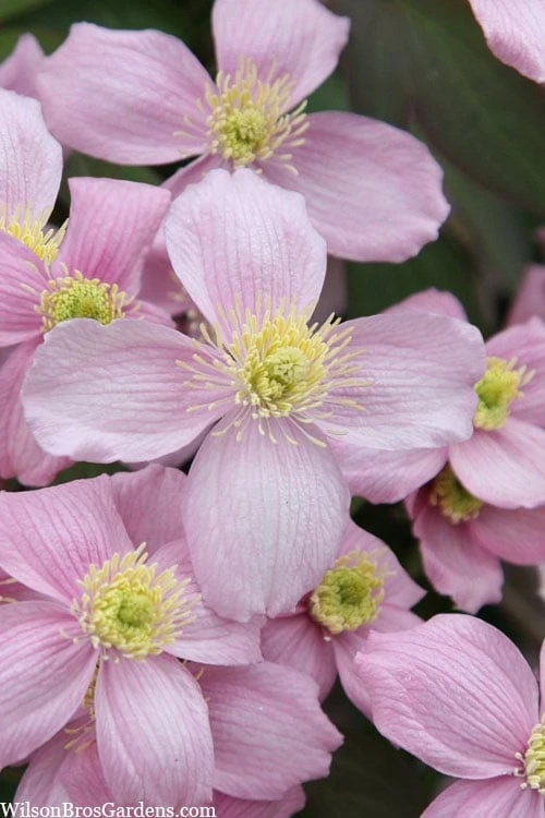 Montana Rubens Clematis - 1 Gallon Pot 3 Montana Rubens Clematis - 1 Gallon Pot