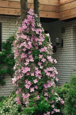 Montana Rubens Clematis - 1 Gallon Pot 15 Montana Rubens Clematis - 1 Gallon Pot -Garden Plants clematis montana rubens 2