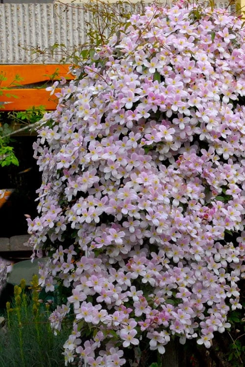 Montana Rubens Clematis - 1 Gallon Pot 6 Montana Rubens Clematis - 1 Gallon Pot - Image 4