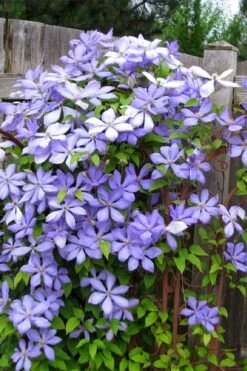 Mrs. Cholmondeley Clematis - 1 Gallon Pot -Garden Plants clematis mrs cholmondeley 2