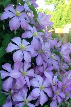 Mrs. Cholmondeley Clematis - 1 Gallon Pot -Garden Plants clematis mrs cholmondeley 8