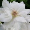 Mrs. George Jackman Clematis - 1 Gallon Pot -Garden Plants clematis mrs george jackman 10