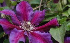 Mrs. Norman Thompson Clematis - 1 Gallon Pot 13 Mrs. Norman Thompson Clematis - 1 Gallon Pot -Garden Plants clematis mrs n thompson 1