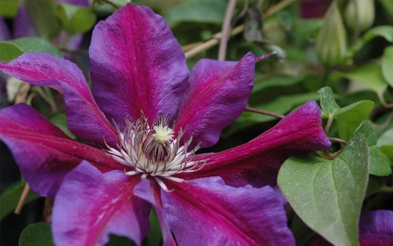 Mrs. Norman Thompson Clematis - 1 Gallon Pot 6 Mrs. Norman Thompson Clematis - 1 Gallon Pot - Image 4