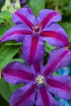 Mrs. Norman Thompson Clematis - 1 Gallon Pot 14 Mrs. Norman Thompson Clematis - 1 Gallon Pot -Garden Plants clematis mrs n thompson 7